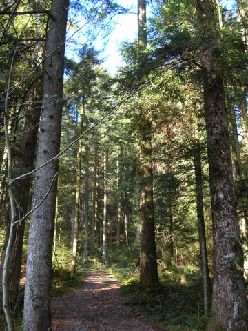 Waldweg1