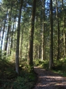 Waldweg2